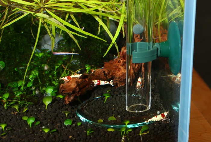 IAFVKAI 300mm Acryl Aquarium Garnelen Futterrohr mit Fischfutterschale 2 in 1 Futterrohr für Aquarium mit 2 Saugnäpfen und Edelstahl 30cm Flexible Reinigungsbürste